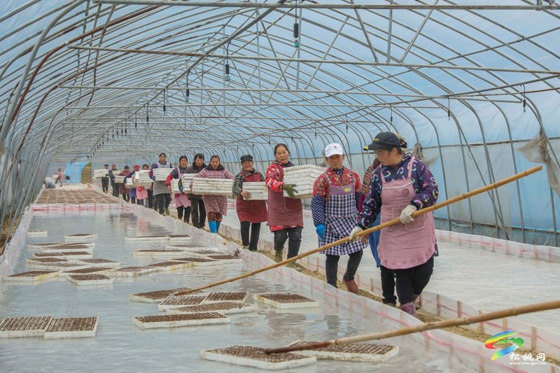 松桃：春耕忙育苗  繪就鄉(xiāng)村振興新圖景