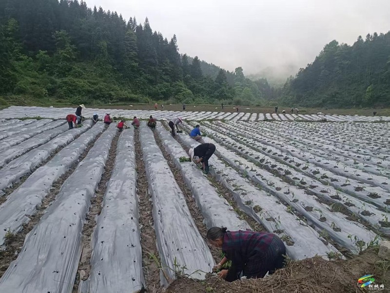 不負(fù)春光,春耕備耕一片“鬧”景象