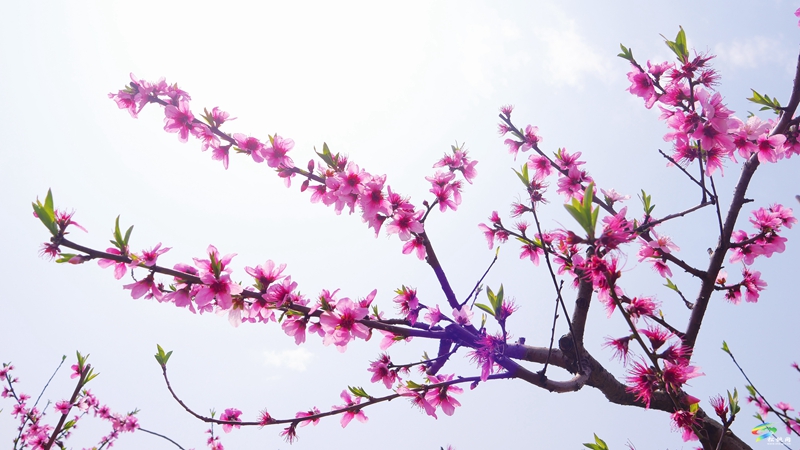 春日限定！普覺這片“花花世界”等你邂逅
