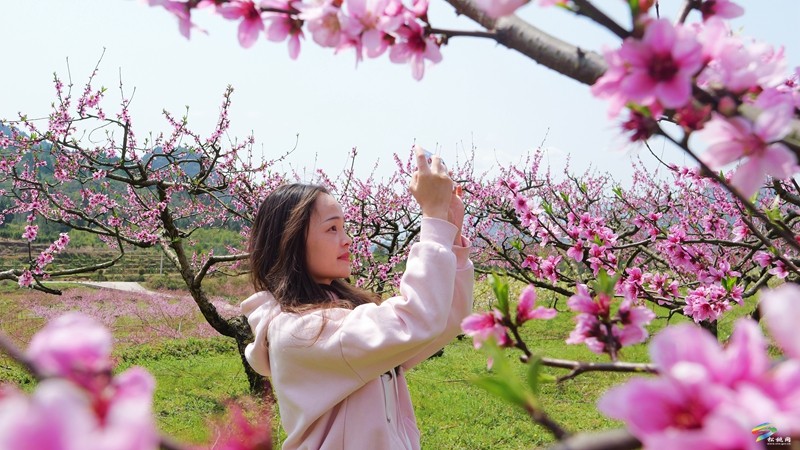 春日限定！普覺這片“花花世界”等你邂逅