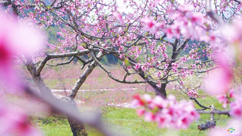 春日限定！普覺這片“花花世界”等你邂逅