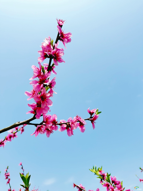 春日限定！普覺這片“花花世界”等你邂逅