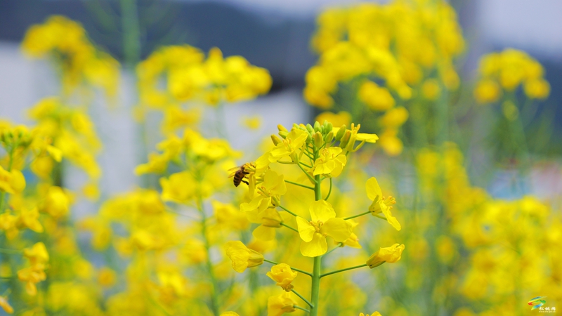 春日限定！普覺這片“花花世界”等你邂逅