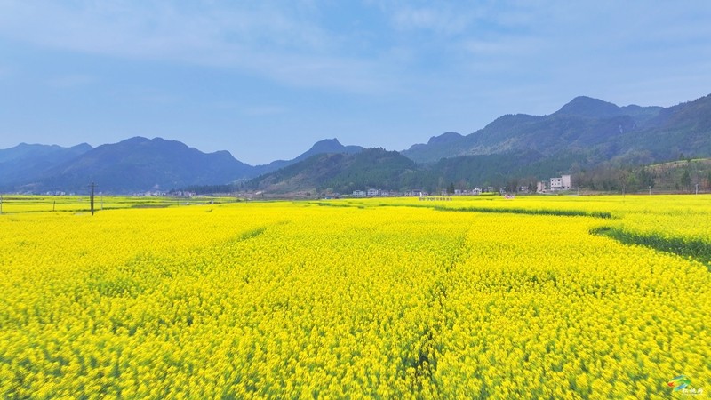 春日限定！普覺這片“花花世界”等你邂逅