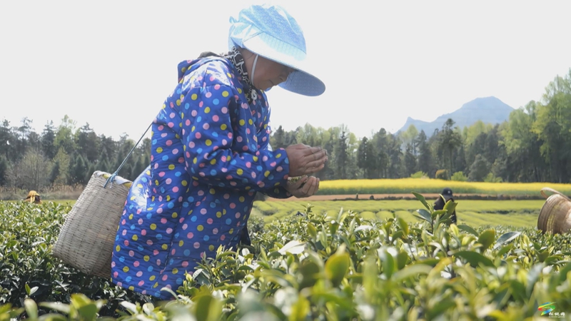 松桃：春茶吐綠  明前茶采摘正當(dāng)時
