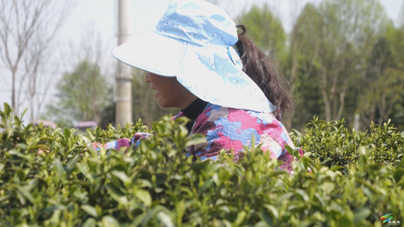 松桃：春茶吐綠  明前茶采摘正當(dāng)時