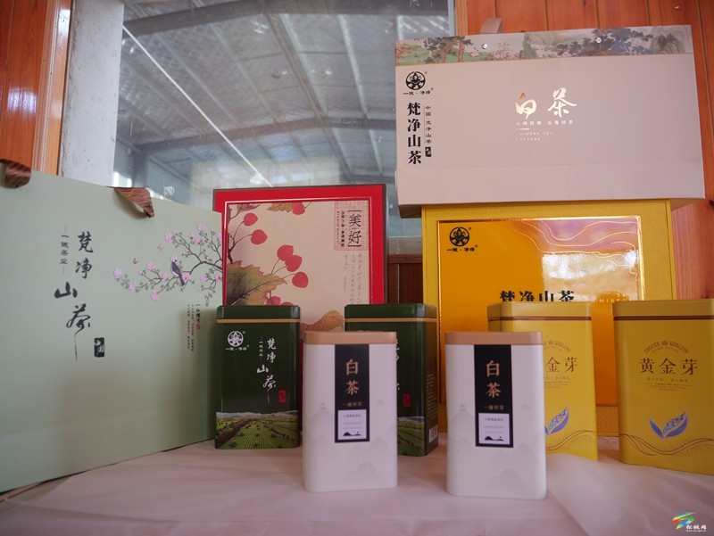 松桃：春茶吐綠  明前茶采摘正當(dāng)時