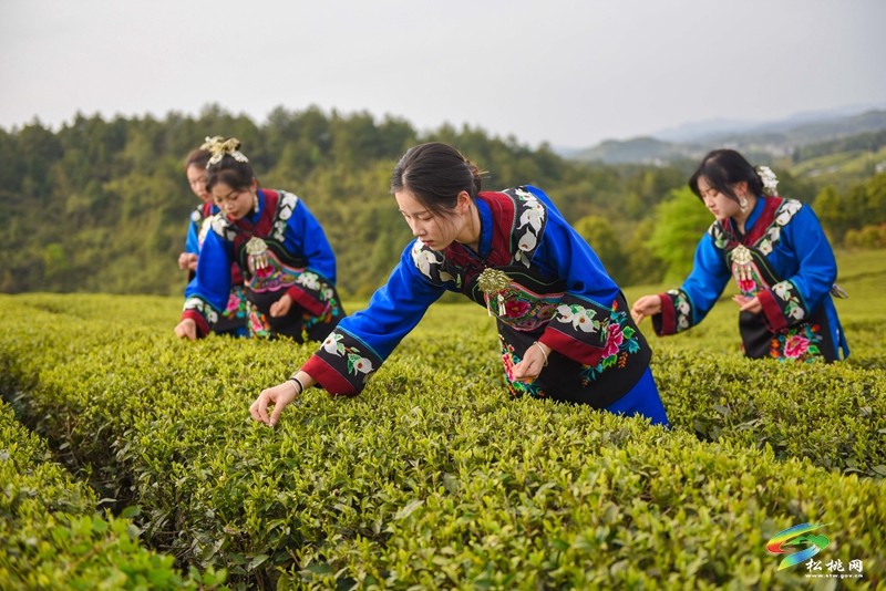 【網(wǎng)絡中國節(jié)·清明】松桃：風箏載茶香 苗服映春山