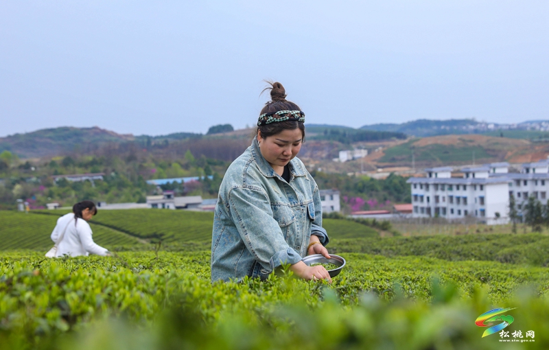 【網(wǎng)絡中國節(jié)·清明】松桃：風箏載茶香 苗服映春山