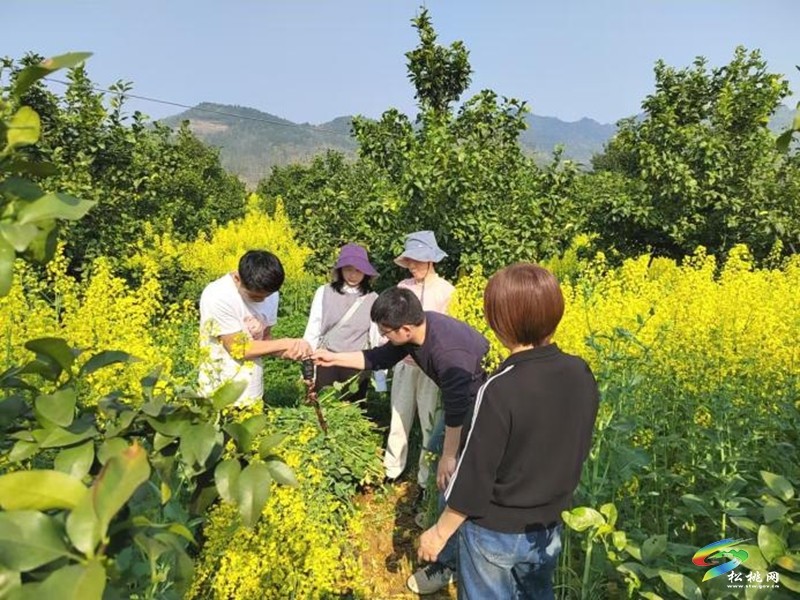 松桃：科技良種送到戶  蜜源花開富農(nóng)家