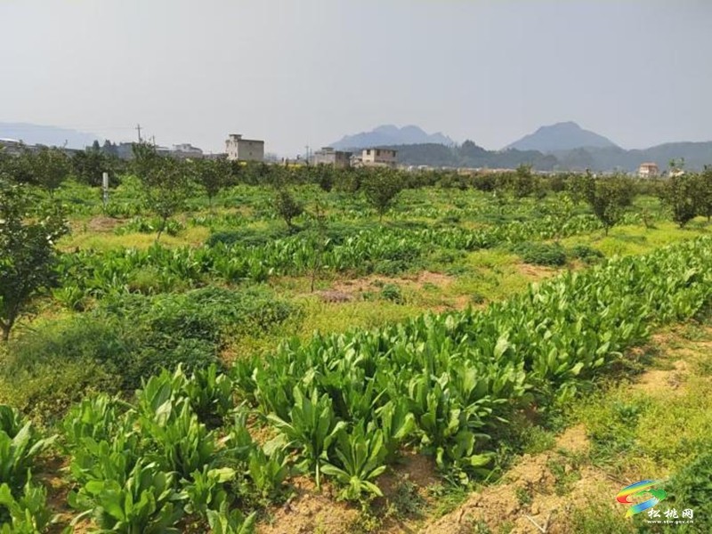 松桃：科技良種送到戶  蜜源花開富農(nóng)家