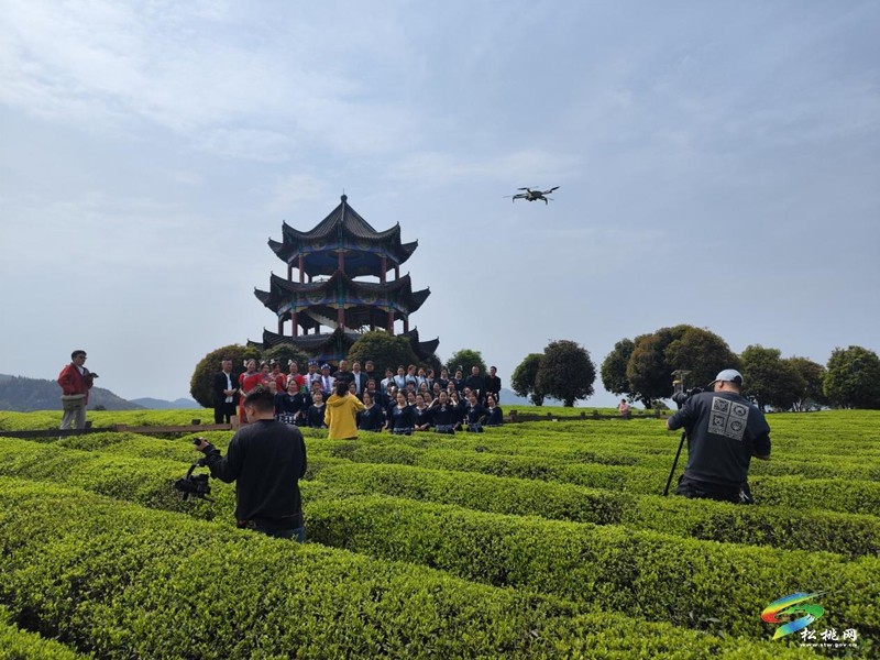 普覺鎮(zhèn):春茶采摘正當(dāng)時 茶香四溢迎客來