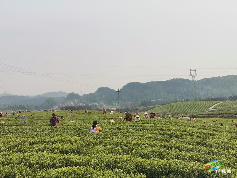 普覺鎮(zhèn):春茶采摘正當(dāng)時 茶香四溢迎客來