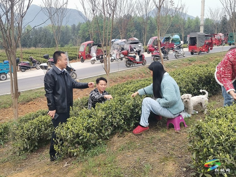 普覺鎮(zhèn):春茶采摘正當(dāng)時 茶香四溢迎客來