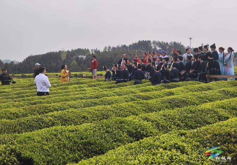 普覺鎮(zhèn):春茶采摘正當(dāng)時 茶香四溢迎客來
