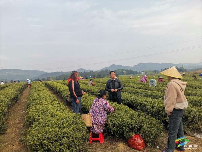 普覺鎮(zhèn):春茶采摘正當(dāng)時 茶香四溢迎客來