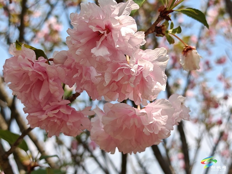 走！去黃板賞櫻花邂逅一場(chǎng)浪漫