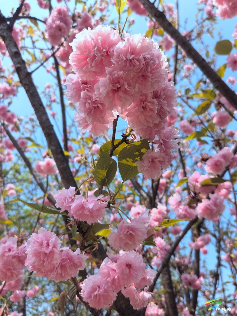 走！去黃板賞櫻花邂逅一場(chǎng)浪漫