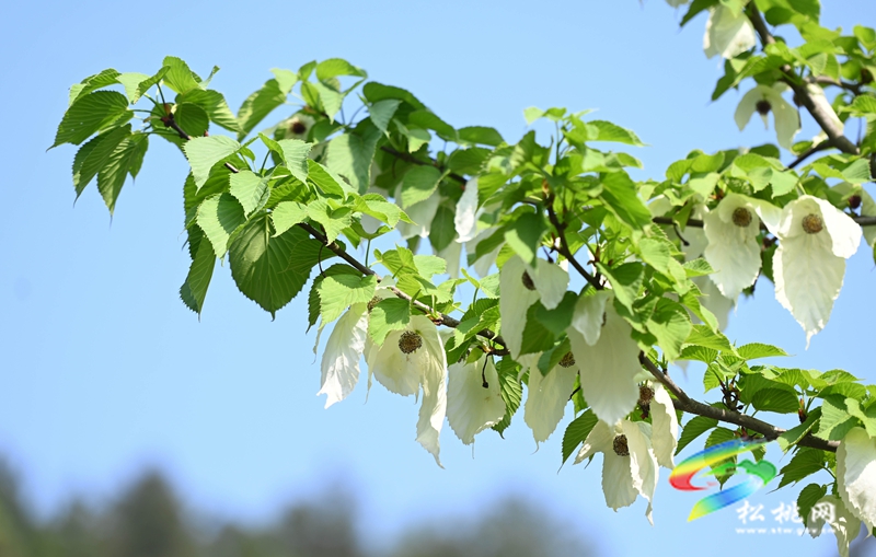 松桃：又見鴿子花開