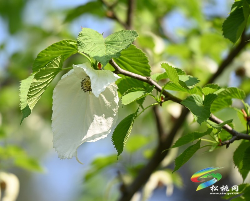 松桃：又見鴿子花開