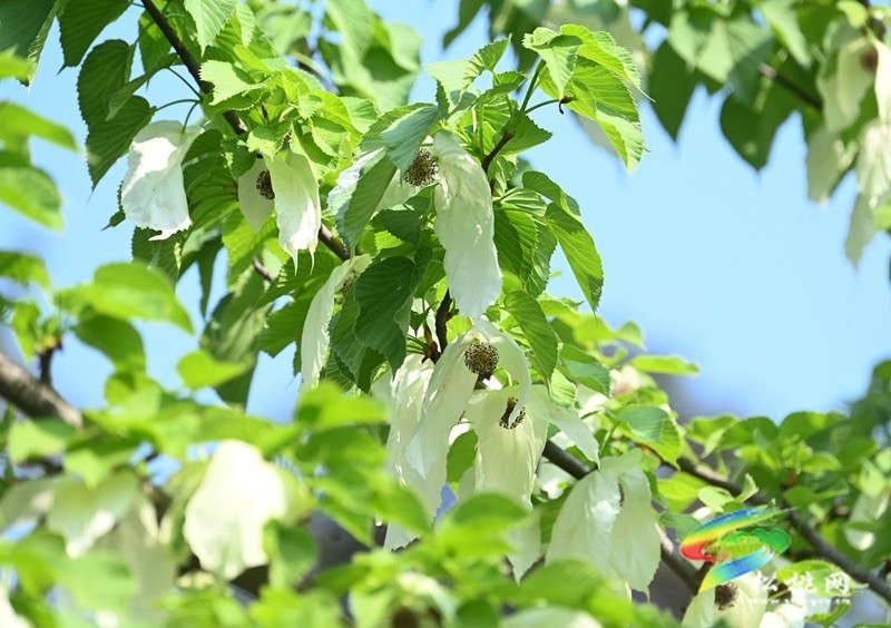 松桃：又見鴿子花開