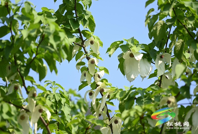 松桃：又見鴿子花開
