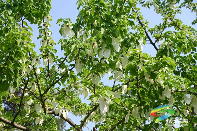 松桃：又見鴿子花開