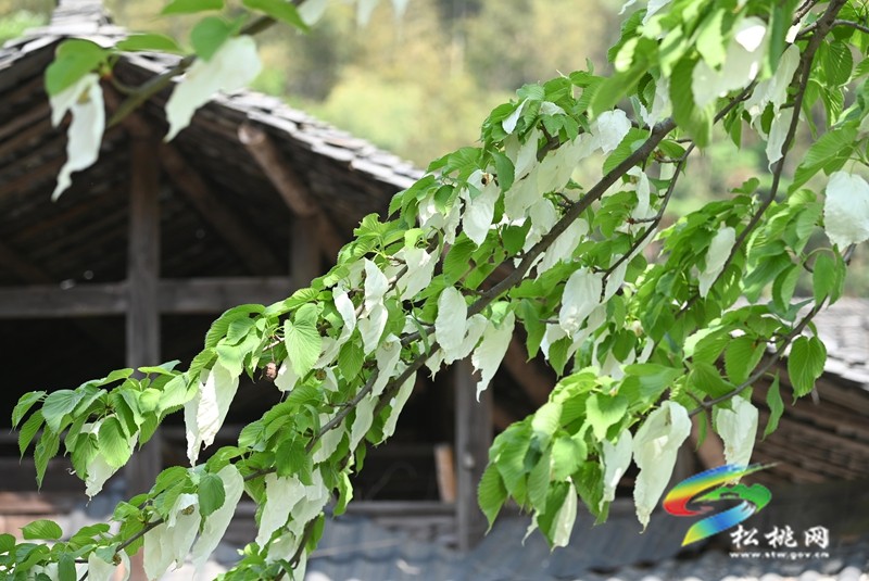 松桃：又見鴿子花開