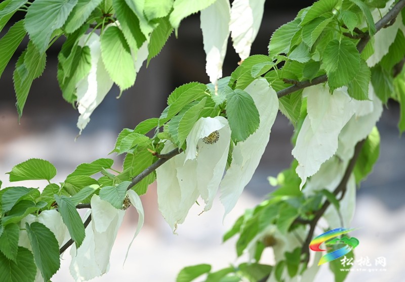 松桃：又見鴿子花開