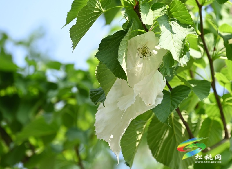 松桃：又見鴿子花開