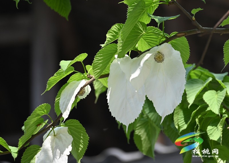 松桃：又見鴿子花開