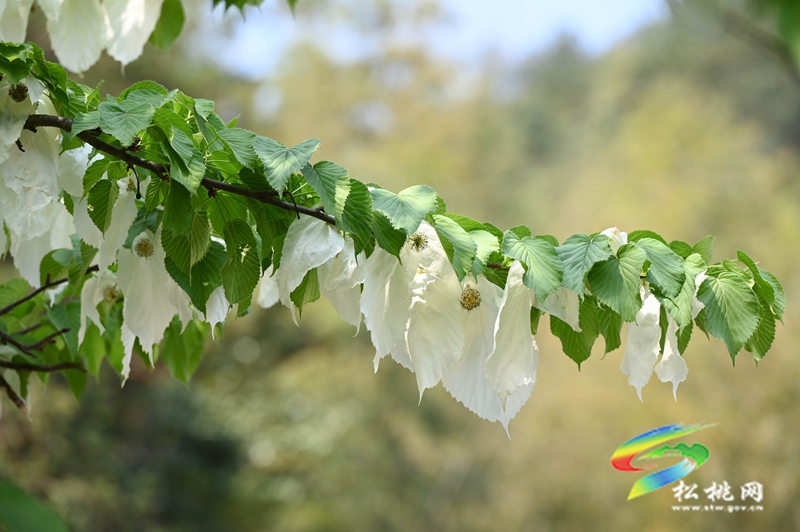 松桃：又見鴿子花開
