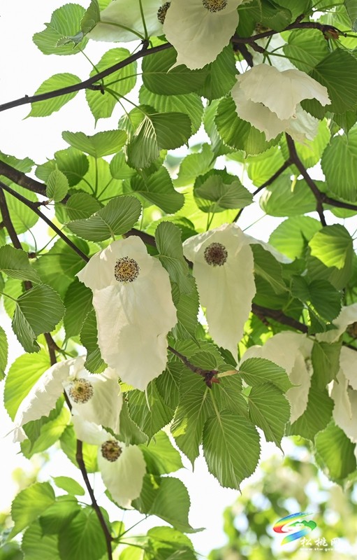 松桃：又見鴿子花開