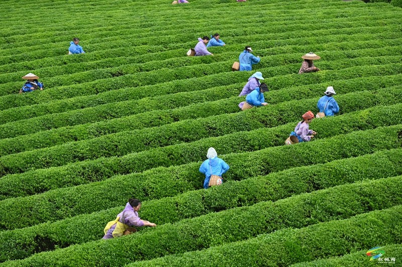 【吃貴州“晚飯”·看松桃村晚】春季采茶正當(dāng)時(shí)  文旅融合促振興——松桃村晚走進(jìn)普覺(jué)棉花山村采茶節(jié)活動(dòng)火熱舉辦