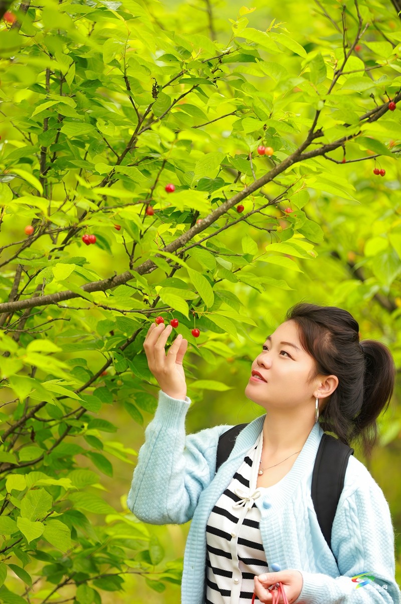 盤(pán)信鎮(zhèn)：櫻桃開(kāi)園  開(kāi)啟春日甜蜜之旅