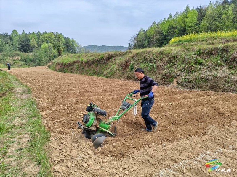 迓駕鎮(zhèn)千畝訂單托底  小辣椒變身“致富密碼”