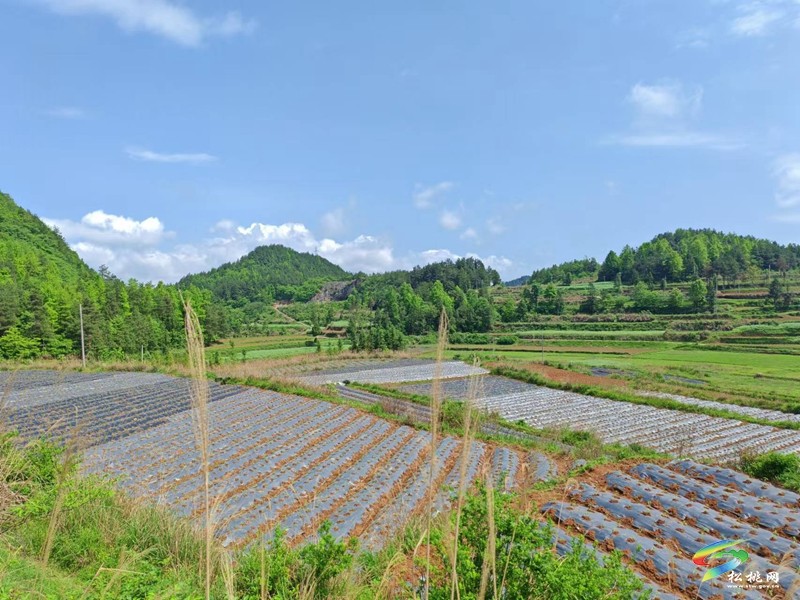 迓駕鎮(zhèn)千畝訂單托底  小辣椒變身“致富密碼”