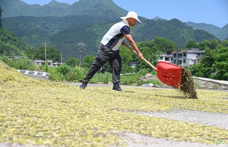 松桃：14.24萬畝油菜迎采收  農機助力顆粒歸倉