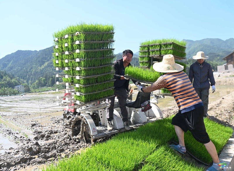 松桃：機(jī)械化插秧忙