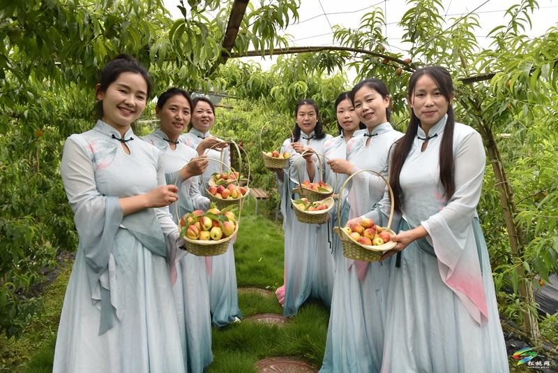 松桃妙隘鄉(xiāng)：油桃搶“鮮”上市