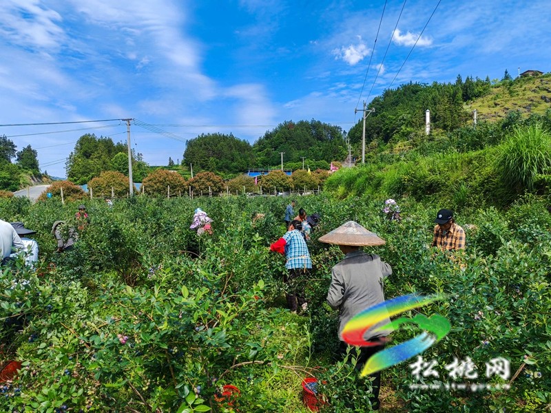 黃板鎮(zhèn)：藍莓飄香迎客來?苗妹子生態(tài)園采摘熱