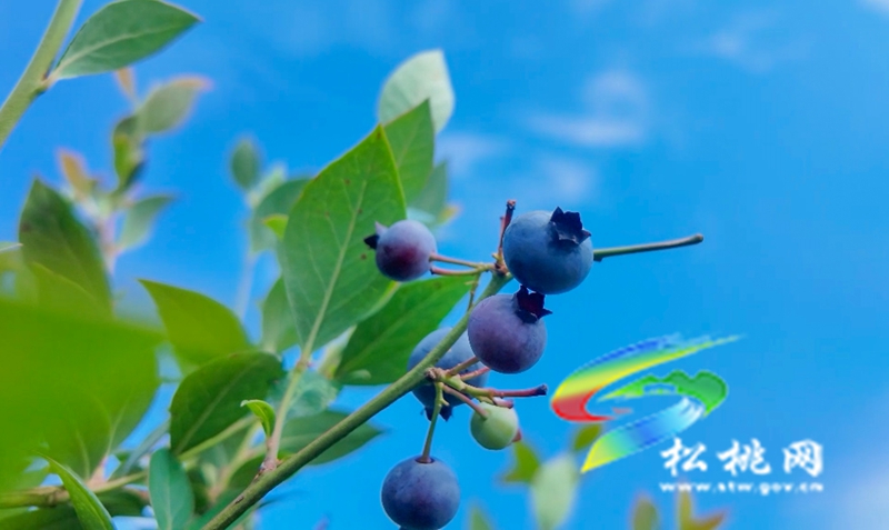 黃板鎮(zhèn)：藍莓飄香迎客來?苗妹子生態(tài)園采摘熱