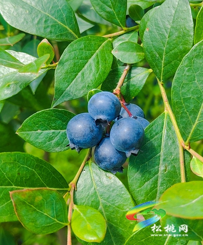黃板鎮(zhèn)：藍莓飄香迎客來?苗妹子生態(tài)園采摘熱