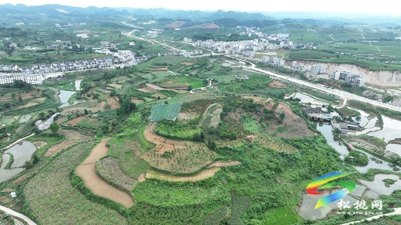 正大鎮(zhèn)正光村：藍莓園采摘熱  產(chǎn)業(yè)升級正當(dāng)時