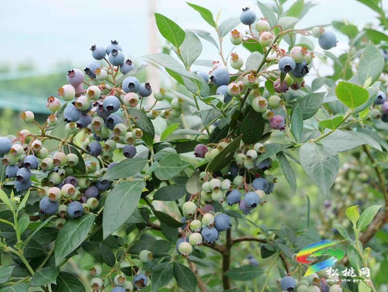 正大鎮(zhèn)正光村：藍莓園采摘熱  產(chǎn)業(yè)升級正當(dāng)時