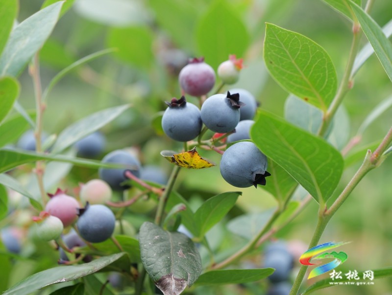 正大鎮(zhèn)正光村：藍莓園采摘熱  產(chǎn)業(yè)升級正當(dāng)時