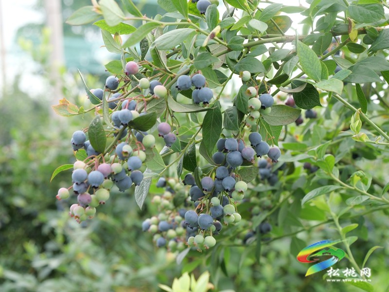 正大鎮(zhèn)正光村：藍莓園采摘熱  產(chǎn)業(yè)升級正當(dāng)時