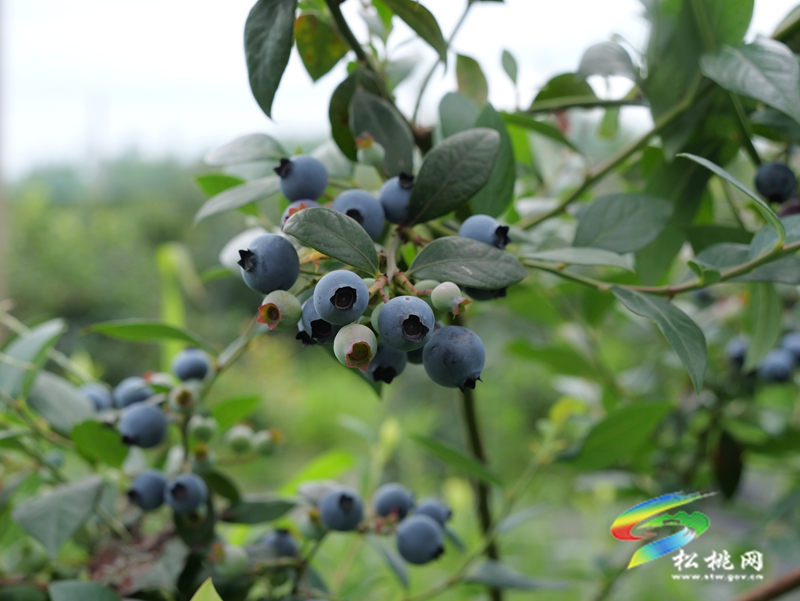正大鎮(zhèn)正光村：藍莓園采摘熱  產(chǎn)業(yè)升級正當(dāng)時