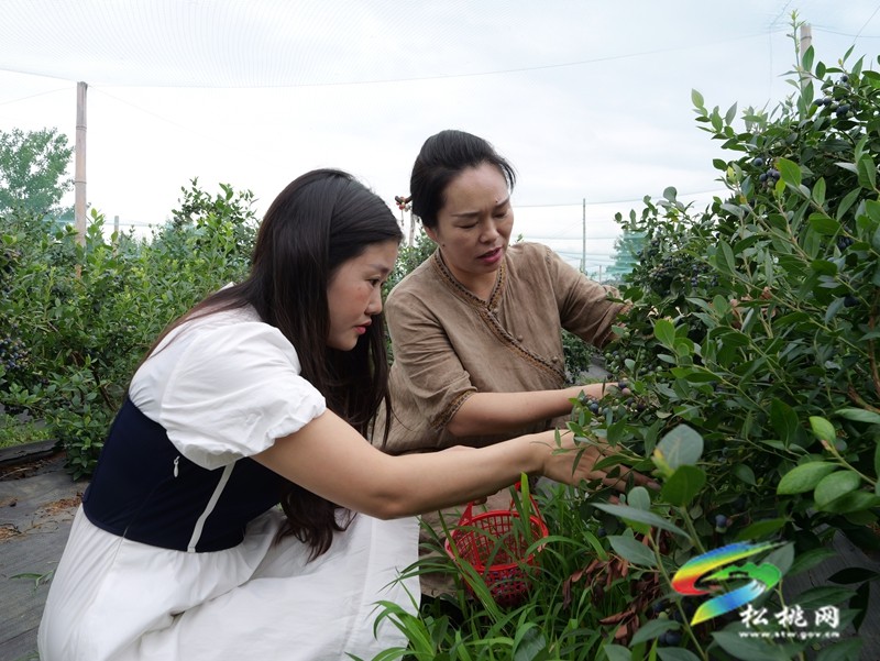 正大鎮(zhèn)正光村：藍莓園采摘熱  產(chǎn)業(yè)升級正當(dāng)時
