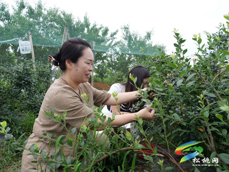 正大鎮(zhèn)正光村：藍莓園采摘熱  產(chǎn)業(yè)升級正當(dāng)時